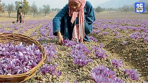 Kashmiri Saffron