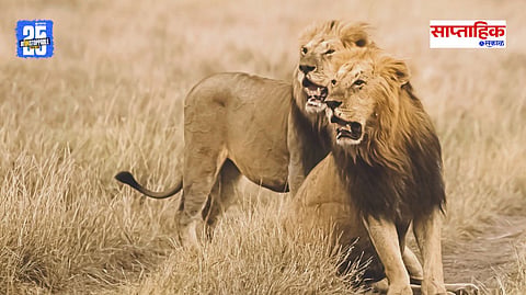 Roaring Lions