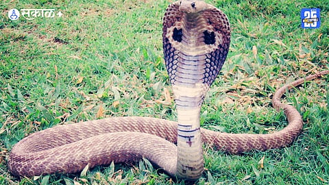King Cobra 