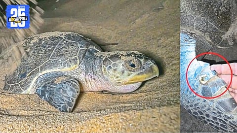 Olive Ridley Turtle
