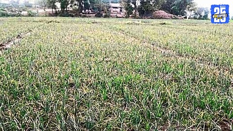 Agricultural News 