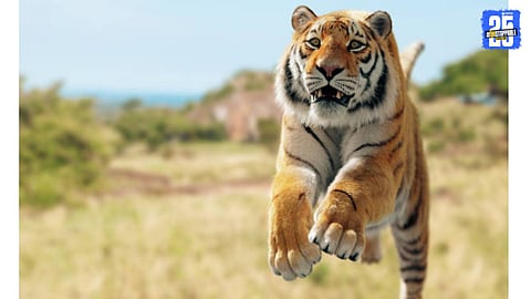 Tiger Attack