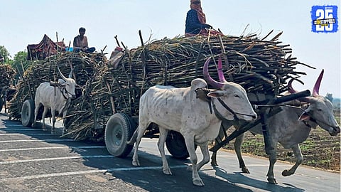 Sugarcane Season