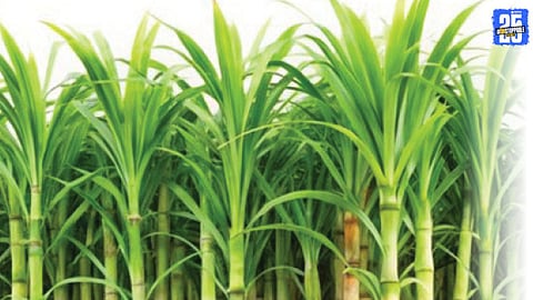 Smart Farming