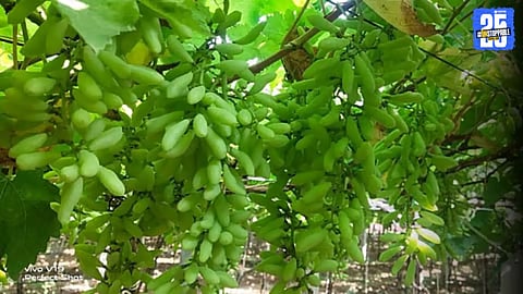Grape Theft