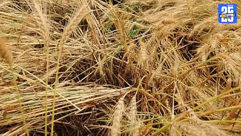 Agricultural News 