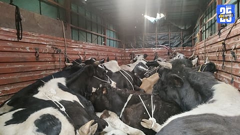 Cattle Transportation 