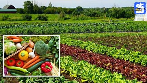 Maharashtra vegetable market news