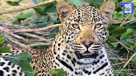 Leopard Attack