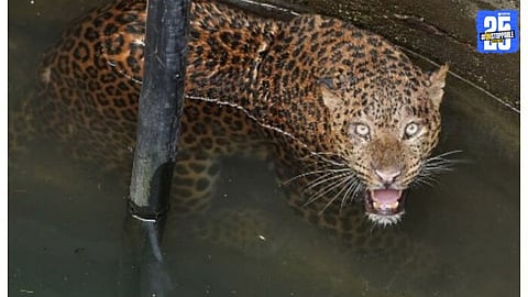 Leopard Attacks