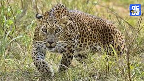 Leopard Attack