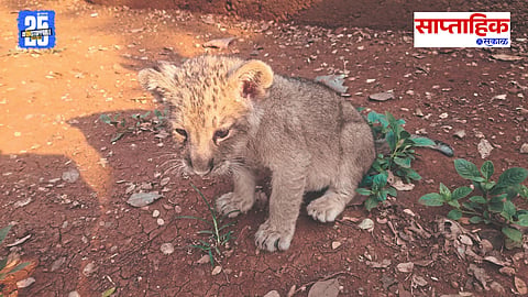 Captive breeding success