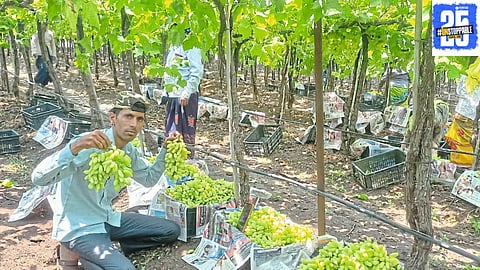 Tasgaon grapes