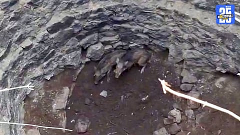 Wild Boar Piglets Rescued