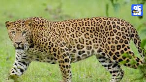 Leopard Attack 