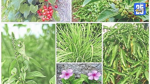Ayurvedic Plants
