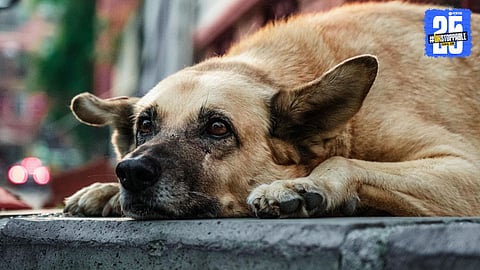 Controversy Over Morphed Video of Dog Harassment in Pune