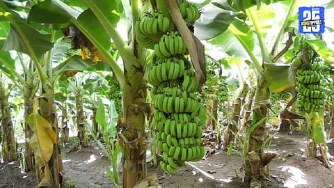 Banana Farming