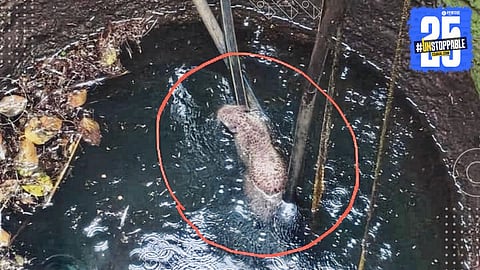 Rahuri : राहुरीत बिबट्या पडला विहिरीत, रात्रभर पाण्यात पोहून दमला; पाईपच्या आधाराने  जीव वाचविला