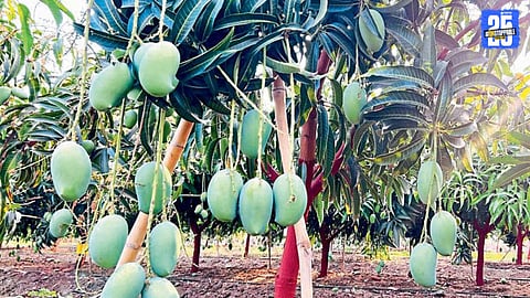 Kesar Mango