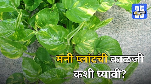 Money Plant