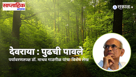 sacred groves dr madhav gadgil special article 