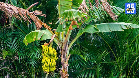 Banana Farming 