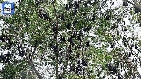 Bat Conservation 