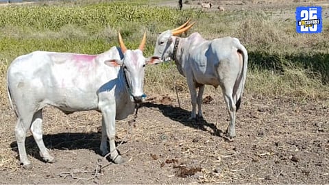 Bullocks Thieves