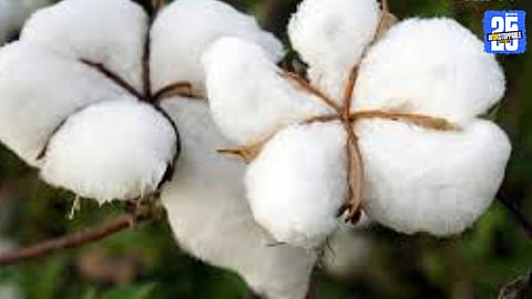 Cotton Prices