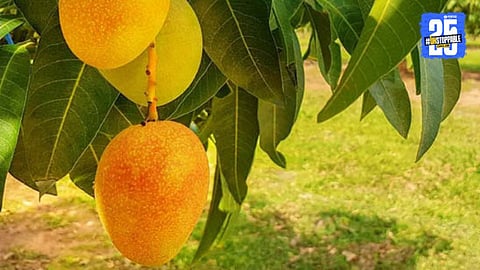 Hapus Mango