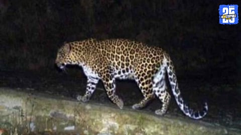 Leopard Pair