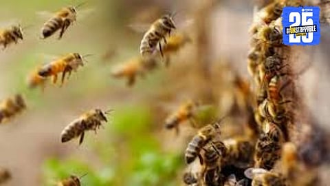 bee attack