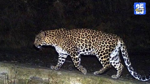Leopard spotted near Mordevadi school in Manchar, causing panic.