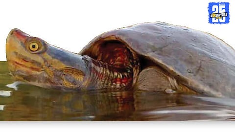 Red Turtle