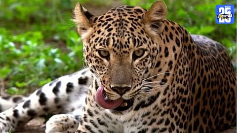 Leopard Attack 
