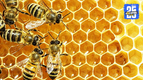 Bee