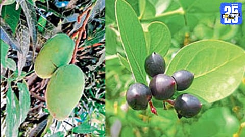 Fruits