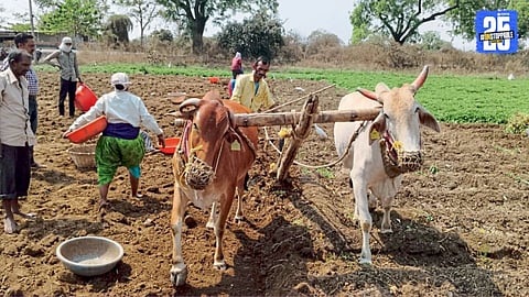 farmer