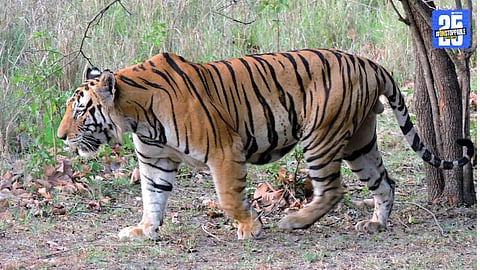 tiger