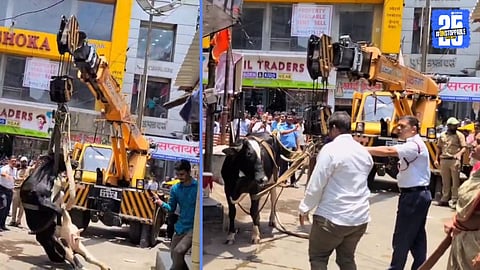 cow life saving