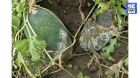 watermelon loss