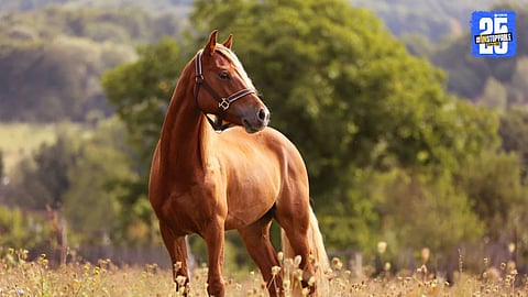 horse theft