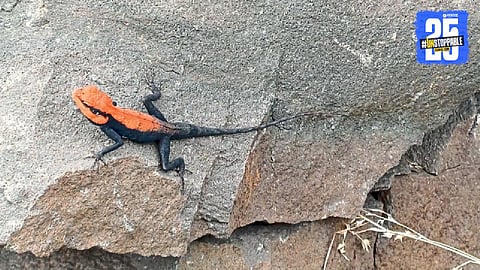 Rare Lizard