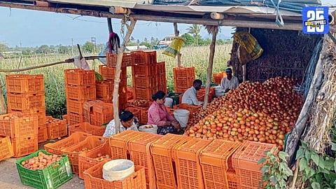 Tomato