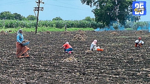 Pre Sowing Tips
