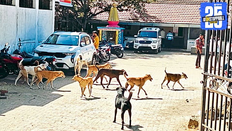 Terror in Medha: 12 people injured in a rabid dog attack; treatment underway, locals fear stepping outside.