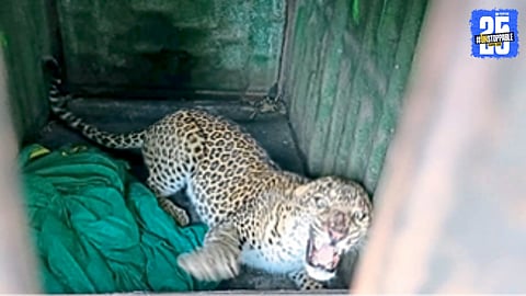 Leopard attack 