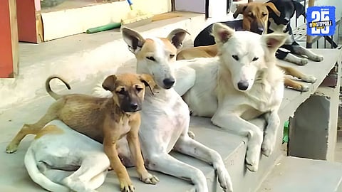 Stray Dogs