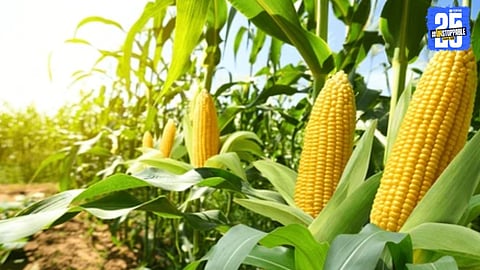 maize farming